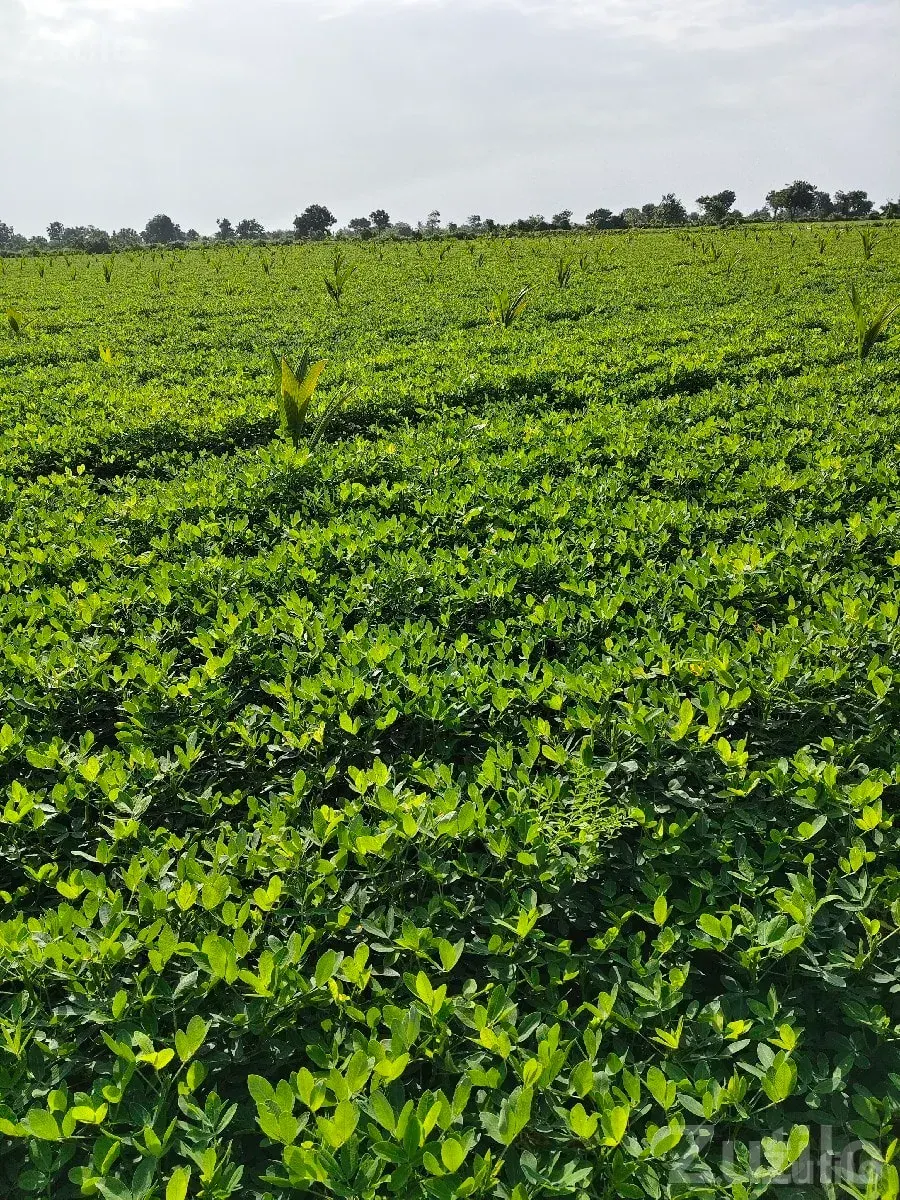 Talala 8 Bigha Fertile Farm Land Sale - જમીન અને પ્લોટ - તલાલા - Image 3