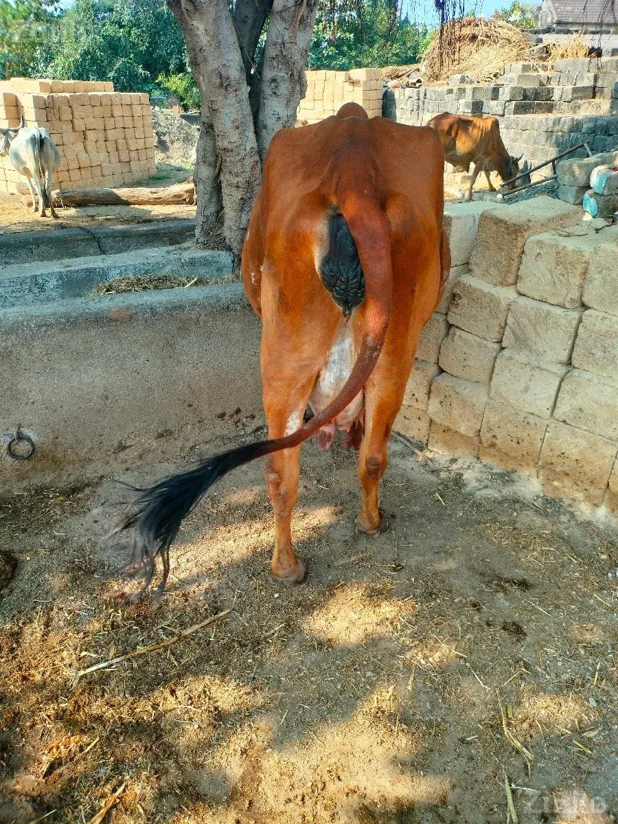 ગાય વેચવાની છે - કાર - માણાવદર - Image 3