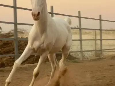 10 મહિનાનો વશેરો