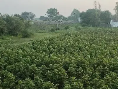 Road Touch 13.5 Vigha Green Farmland Plot Road Touch 13.5 Vigha Green Farmland Plot