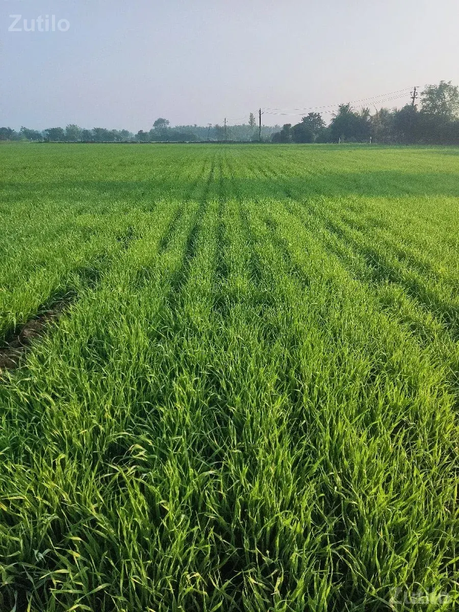 લાઠોદરા ગામ જમીન વેચવાની છે - Land & Plots - Vyara - Image 2