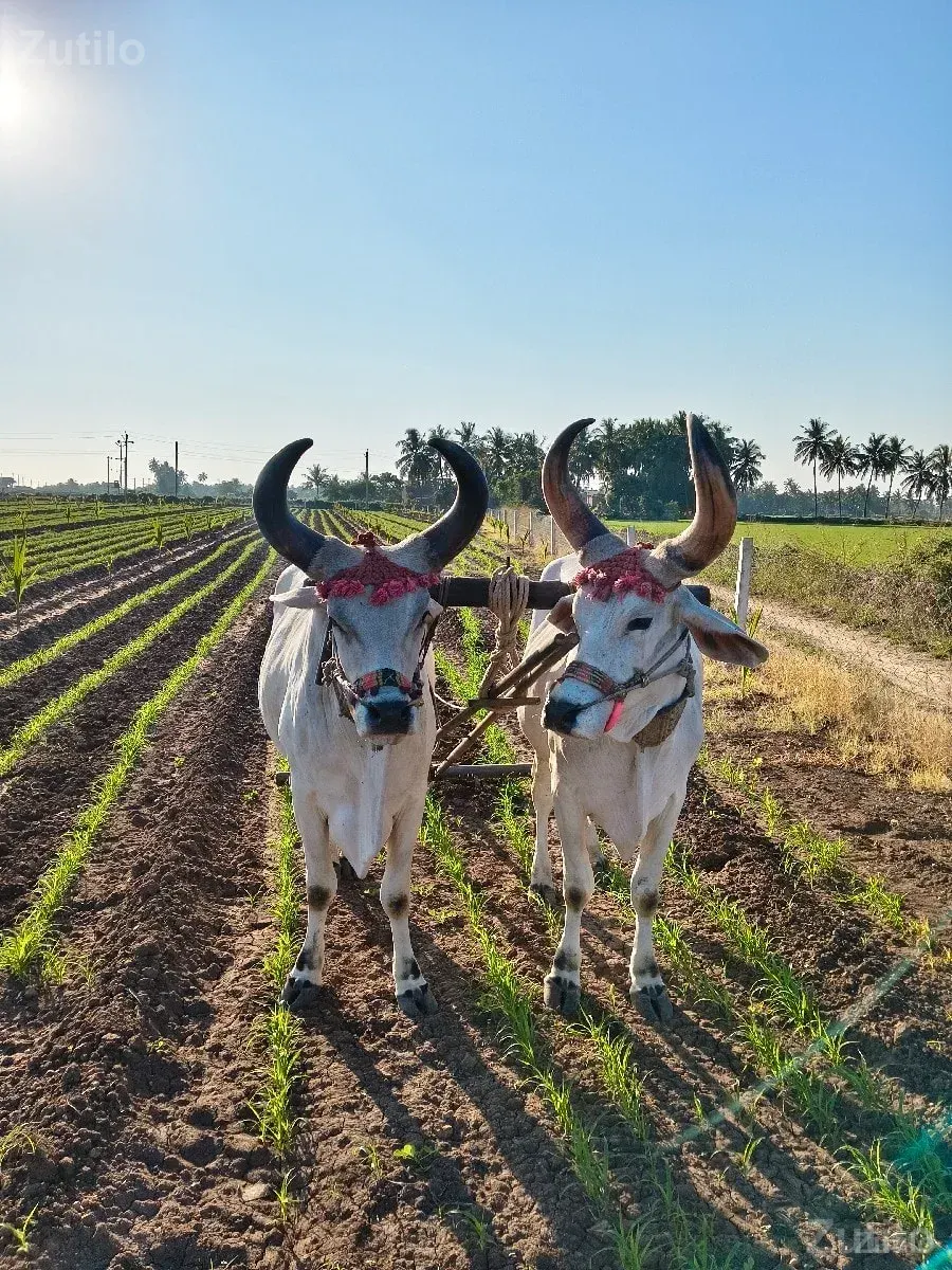 godhla - કાર - માંગ્રોળ - Image 2