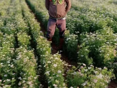 Fertile Agriculture Land in Visavadar