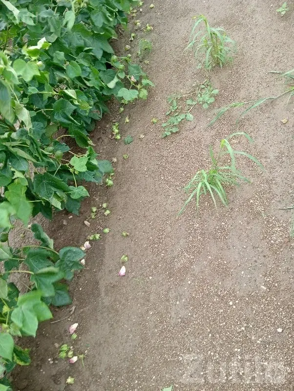 Agricultural Plot with Farm House, Lathi - Land & Plots - Lathi - Image 3