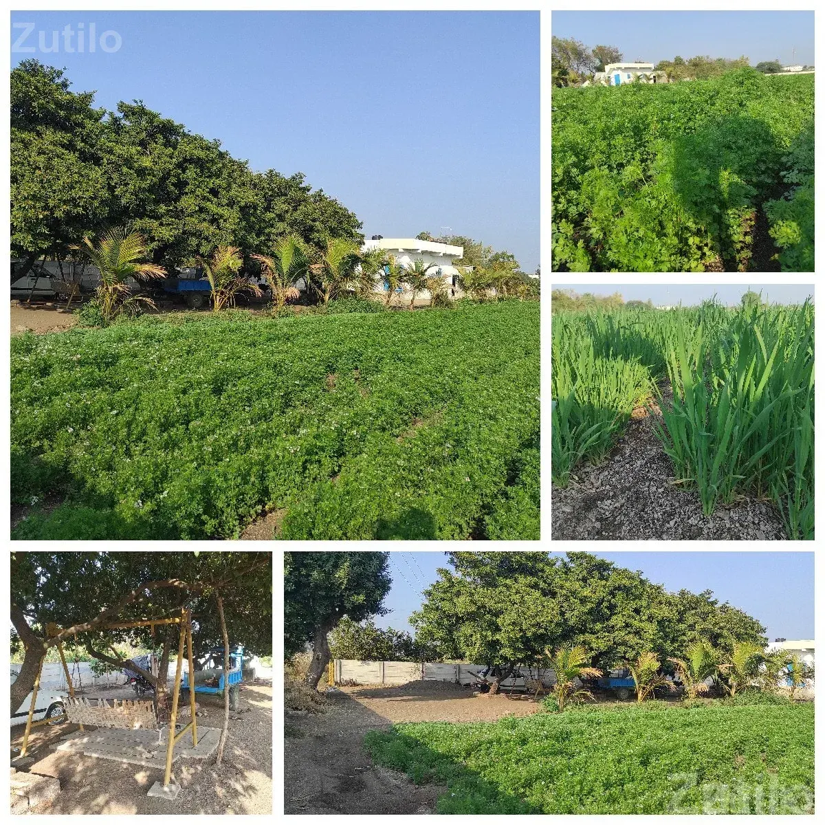 Fertile Agriculture Land for Sale, Upleta - Land & Plots - Upleta - Image 2