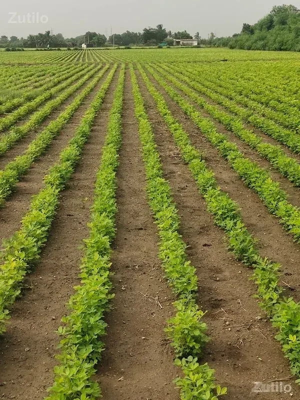 જમીન વેચવાની છે - Land & Plots - Keshod - Image 2