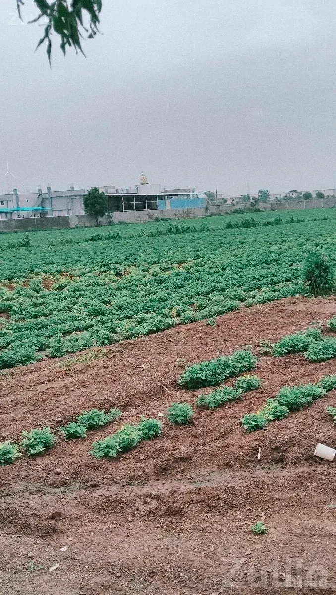 Fertile Agricultural Land in Jamjodhpur - જમીન અને પ્લોટ - જામજોધપુર - Image 2