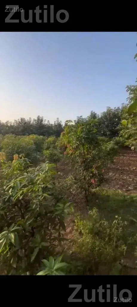 14 Guntha Agricultural Land in Khutej Village - Land & Plots - Nadiad - Image 2