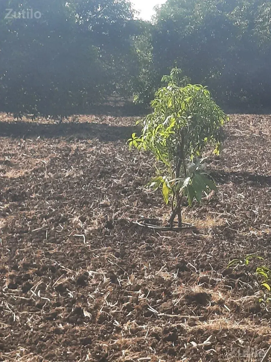Jameen bechwani Se talala Gir ma - Land & Plots - Ahmedabad City - Image 2