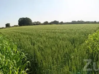 Fertile Agricultural Land in Talala Fertile Agricultural Land in Talala