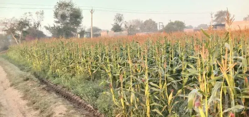 6.20 Bigha Agricultural Land for Sale - Land & Plots - Palanpur - Image 3