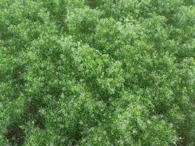 40 Vigha Fertile Agricultural Land 40 Vigha Fertile Agricultural Land