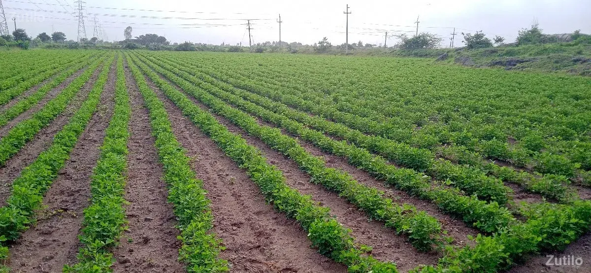 જમીન વેચવા ની છે - Land & Plots - Bhanvad - Image 3