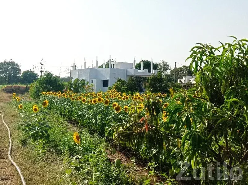 Songadh Farm Land with Modern House - જમીન અને પ્લોટ - સોનગઢ - Image 2