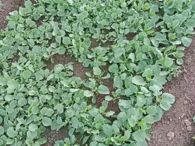 જમીન લેવા માટે મળો જમીન લેવા માટે મળો