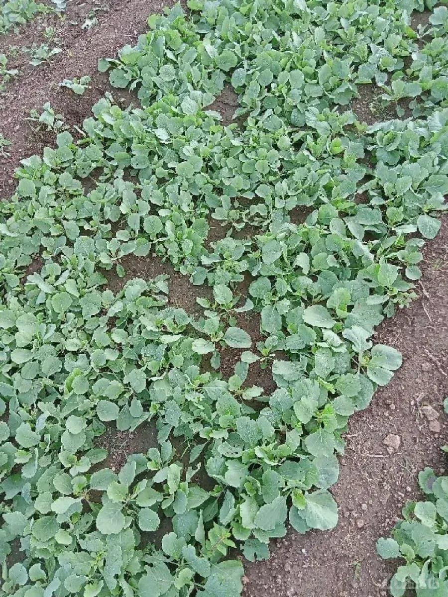 જમીન લેવા માટે મળો - જમીન અને પ્લોટ - ઉપલેટા - Image 1