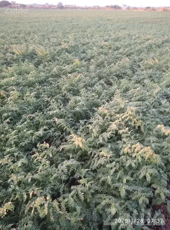 Fertile Agriculture Land for Sale - જમીન અને પ્લોટ - જામજોધપુર - Image 1