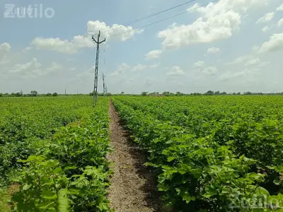 10 Vigha Irrigated Agricultural Land 10 Vigha Irrigated Agricultural Land
