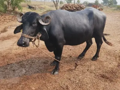 Bhesh. na sata ma alto hale Bhesh. na sata ma alto hale