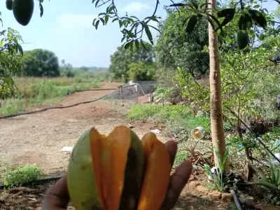 ખેતીની જમીન વેચવાની છે ખેતીની જમીન વેચવાની છે