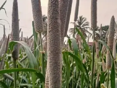 જમીન વેચાણ છે જમીન વેચાણ છે