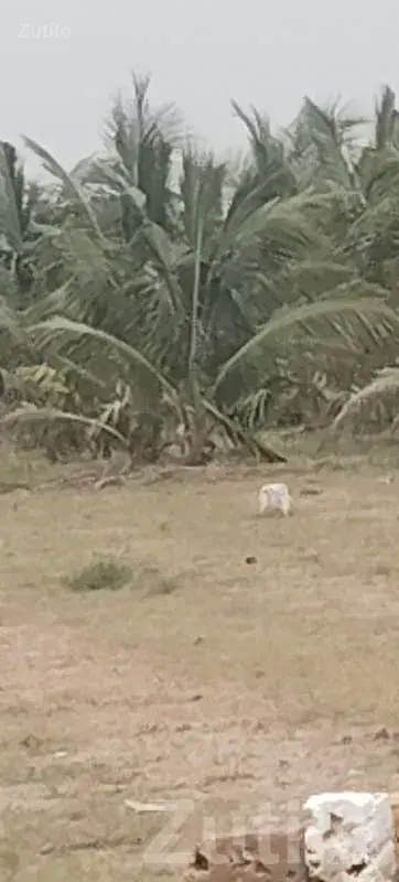 Coconut Farm Land Plot in Mangrol - Land & Plots - Mangrol - Image 2