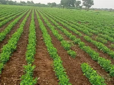 Fertile Green Farmland Plot in Talala Fertile Green Farmland Plot in Talala