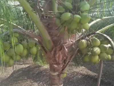 Fertile Coconut Farm Land for Sale Fertile Coconut Farm Land for Sale