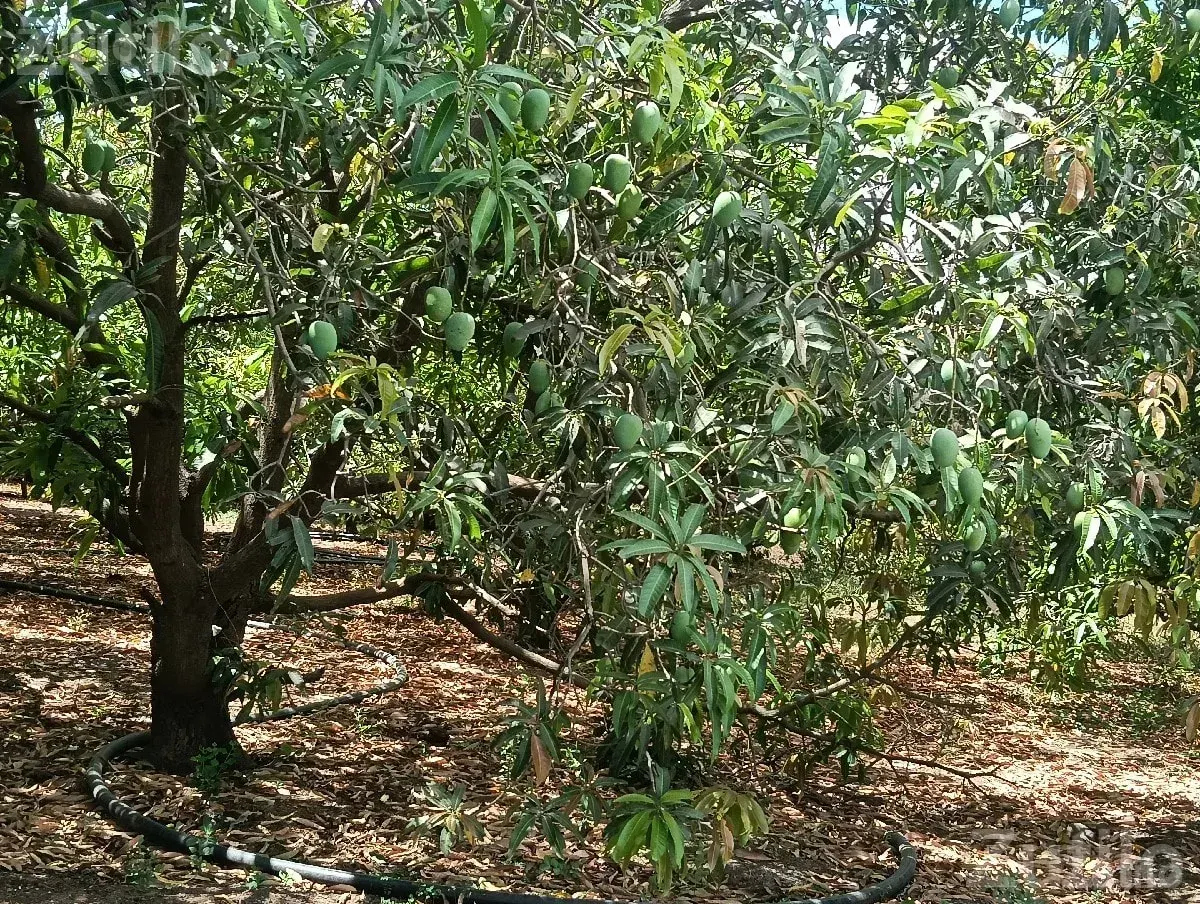 Mango Orchard Contract with 50 Trees - જમીન અને પ્લોટ - જુનાગઢ - Image 3