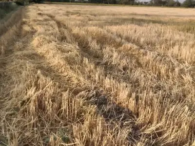 Fertile Agriculture Land Plot for Farming Fertile Agriculture Land Plot for Farming