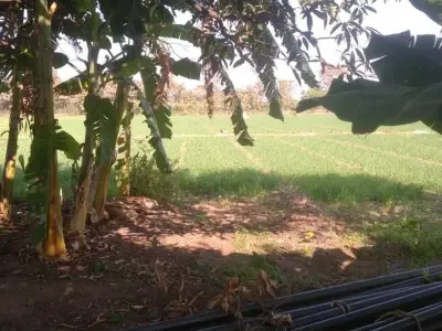 Agricultural Land for Sale with Well and Power Agricultural Land for Sale with Well and Power