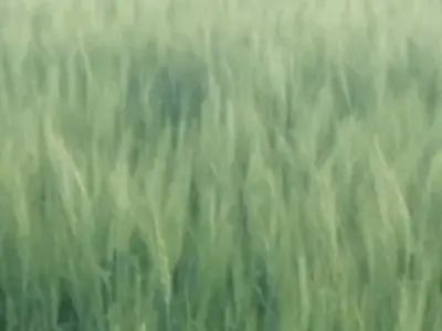 Fertile Green Farmland in Keshod Fertile Green Farmland in Keshod