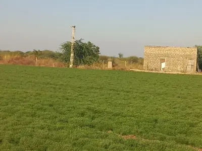 Fertile Green Farmland on Lease Fertile Green Farmland on Lease