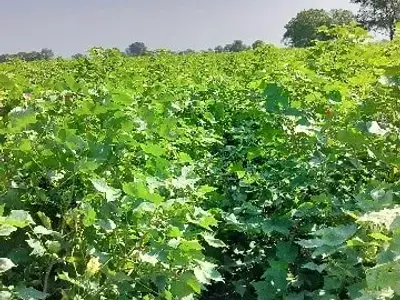 Fertile Green Farmland Plot for Sale Fertile Green Farmland Plot for Sale