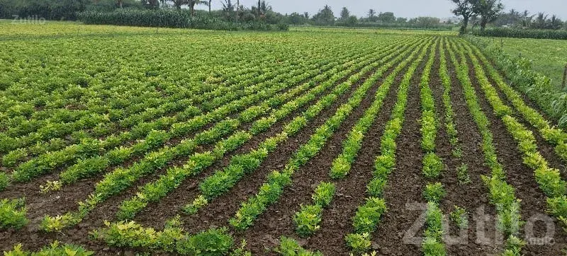 Green Agricultural Land for Sale, Kodinar - Land & Plots - Kodinar - Image 2