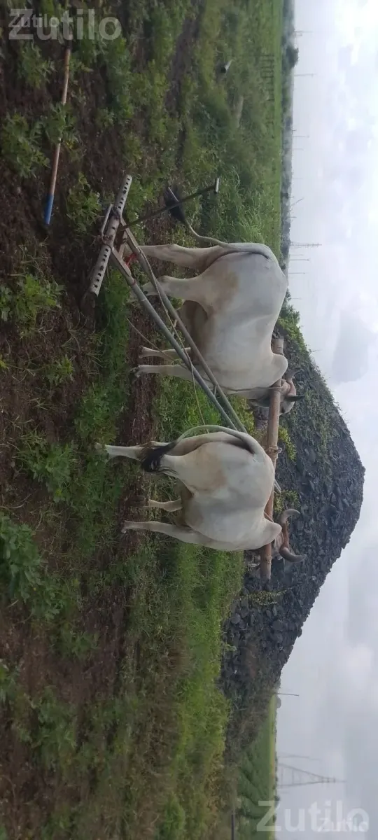 Agricultural Land Plot with Plantation - જમીન અને પ્લોટ - ખંભાળિયા - Image 2