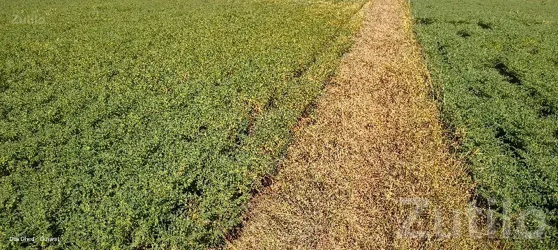 Fertile Green Agricultural Land Mangrol - Land & Plots - Mangrol - Image 2