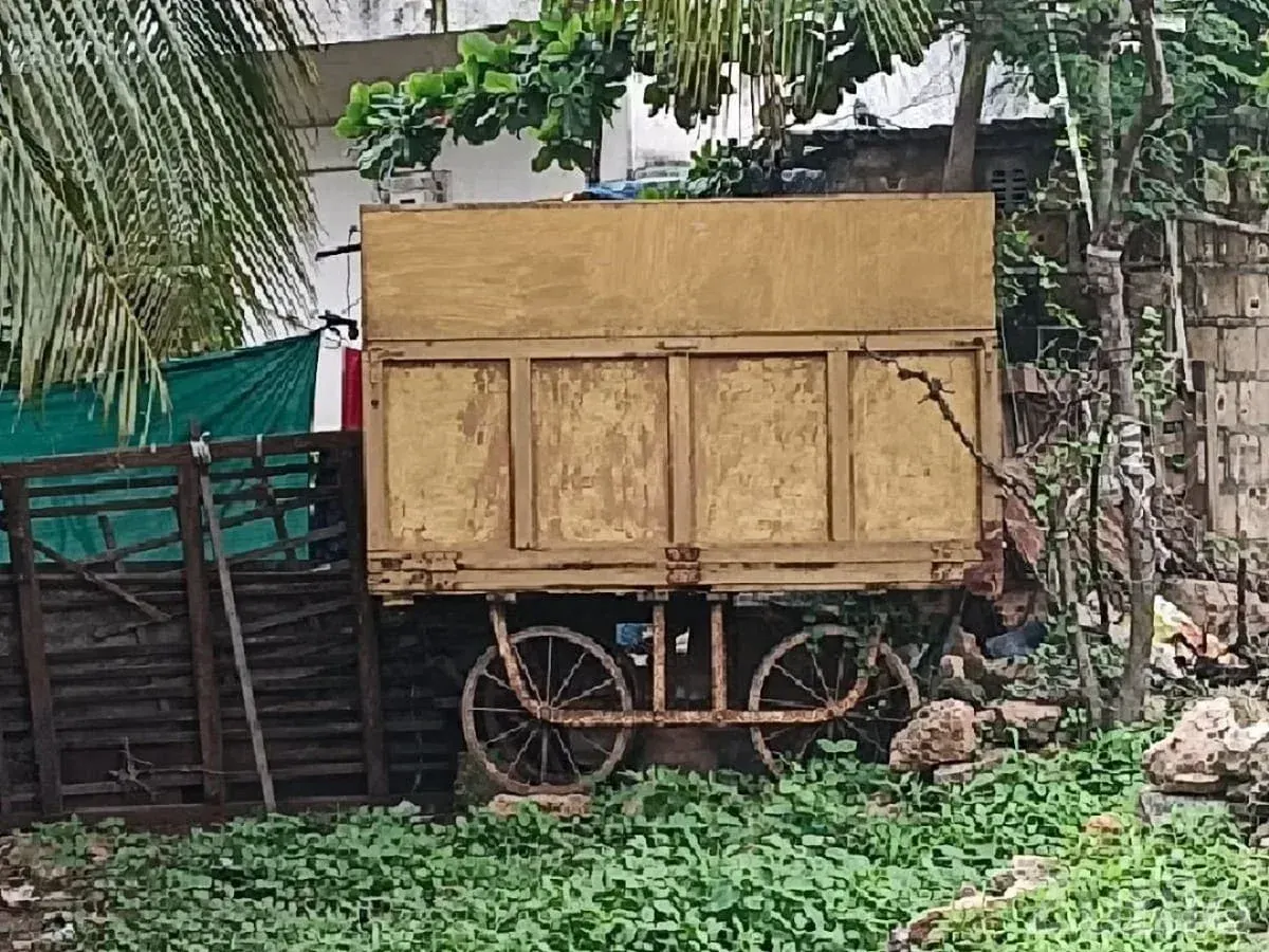 Pigeons and Hen with Cabin for Sale - Birds - Mangrol - Image 3