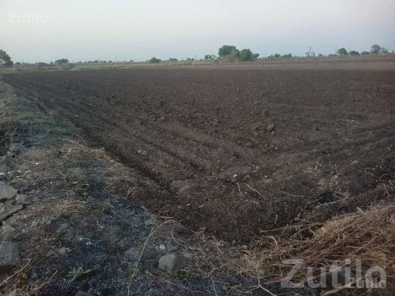 Fertile Agricultural Land for Sale, Gondal - જમીન અને પ્લોટ - ગોંડલ - Image 3