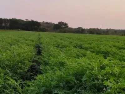 જમીન વેચવાની છે જમીન વેચવાની છે