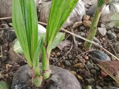 Fertile Agricultural Land with Coconut Seedlings Fertile Agricultural Land with Coconut Seedlings