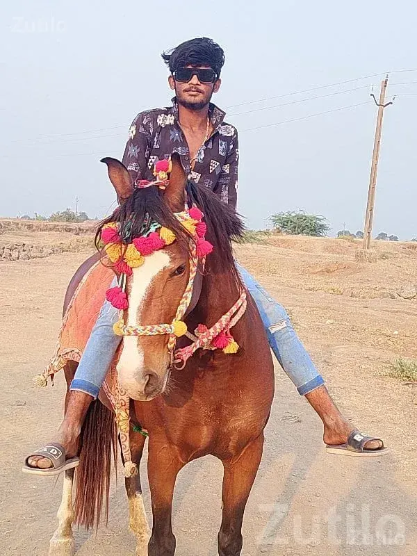 Decorated Riding Horse for Sale - Miscellaneous - Manavadar - Image 3