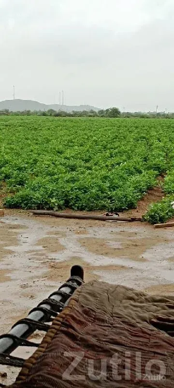 Green Fertile Agriculture Land Plot Sale - જમીન અને પ્લોટ - જામજોધપુર - Image 2