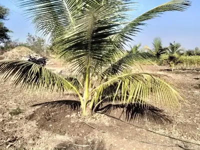 Coconut Orchard Land for Sale, Talala Coconut Orchard Land for Sale, Talala