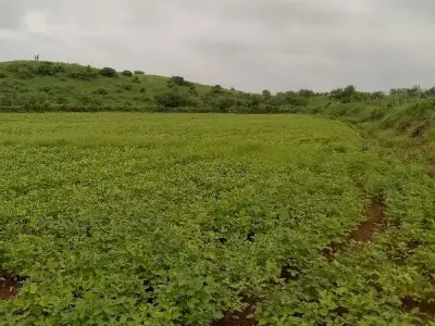 9 Bigha Green Farmland Plot for Sale 9 Bigha Green Farmland Plot for Sale