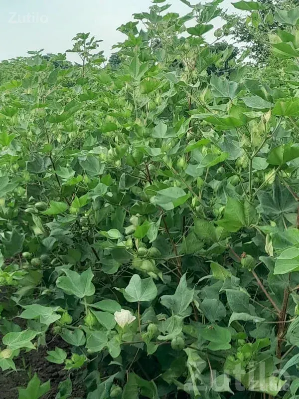 23.5 Vigha Fertile Farm Land with Well - Land & Plots - Vadodara City - Image 2