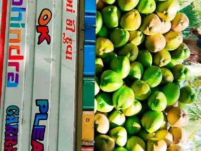 High Yield Coconut Farm Land Mangrol High Yield Coconut Farm Land Mangrol