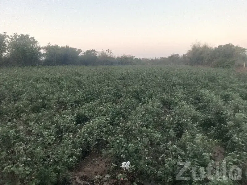 Savli Road-Touch Fertile Farmland Plot - Land & Plots - Savli - Image 2