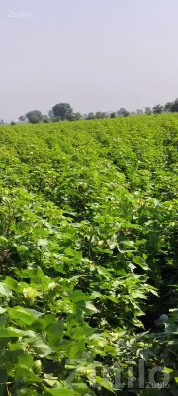 Fertile Green Farmland Plot for Sale - જમીન અને પ્લોટ - ધોરાજી - Image 3