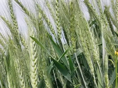 Fertile Agricultural Farmland for Lease